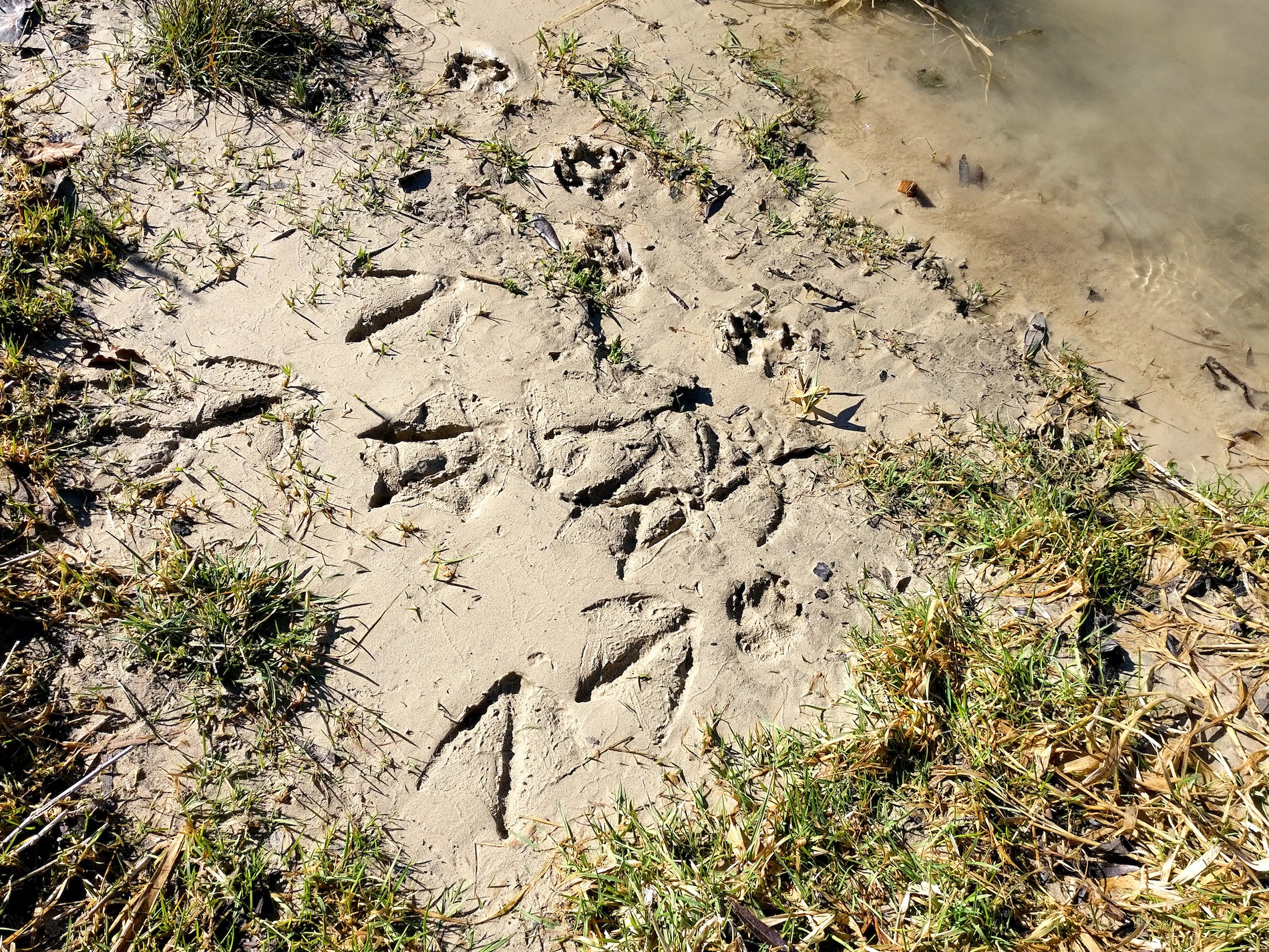 Tracks in the mud